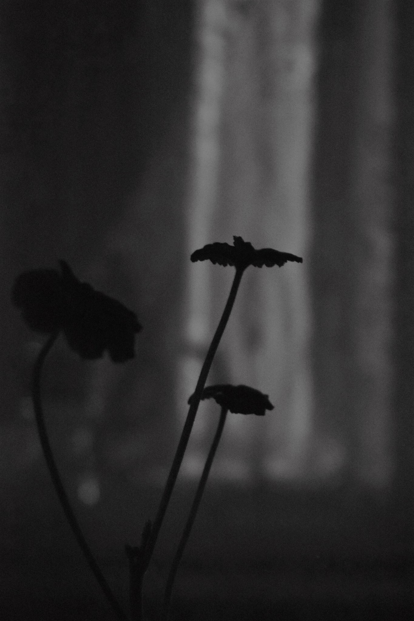dust